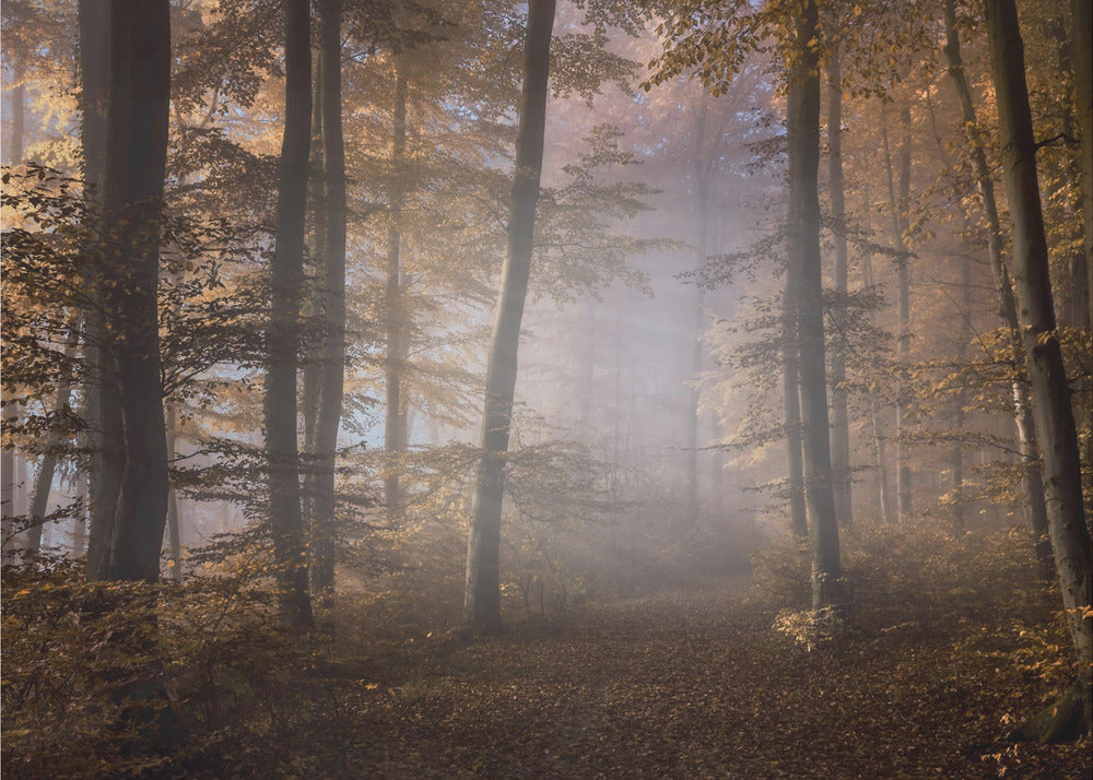 Weg ins Licht | Fototapeten