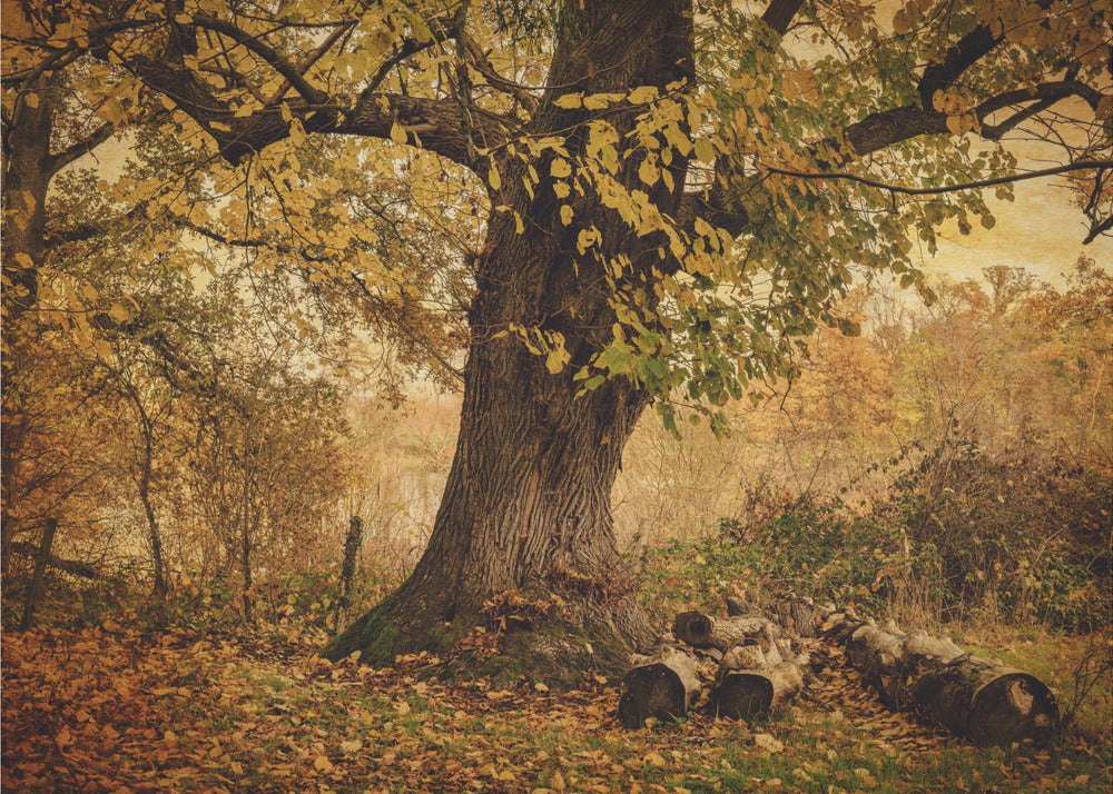 Vecchio albero | Stampe su Tela