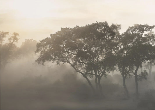 SAVANA SUNRISE | Carta da Parati Fotografica