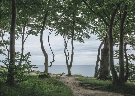 Skov ved havet 2 | Fototapeter