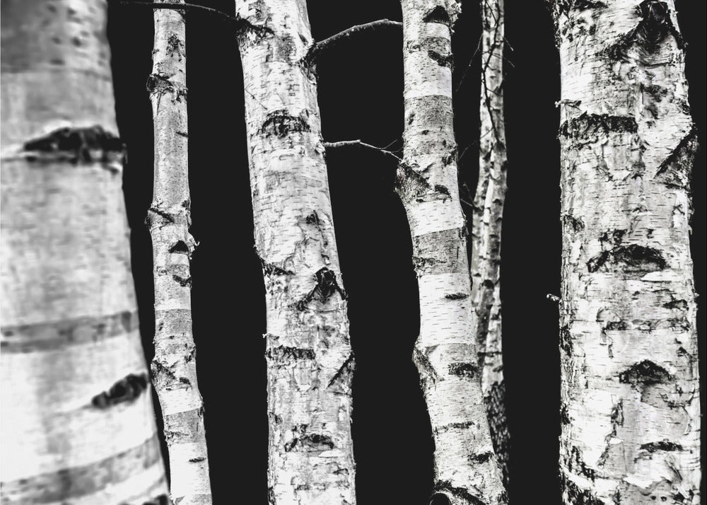 Abedules | Papel Pintado Fotográfico