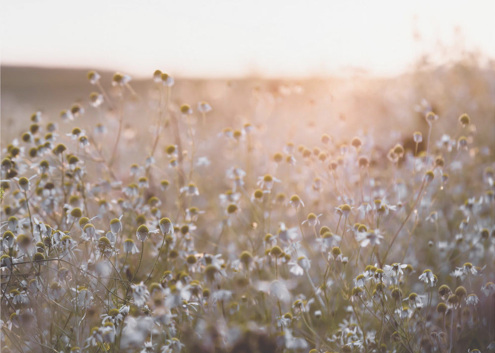 Sommermorgen 7 | Fototapeten