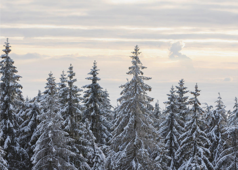 Schneebedeckte Bäume 8 | Fototapeten