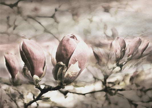 Magnolia-kilde | Fototapeter