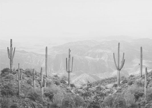 Cactus de l'Ouest | Tableaux sur Toile