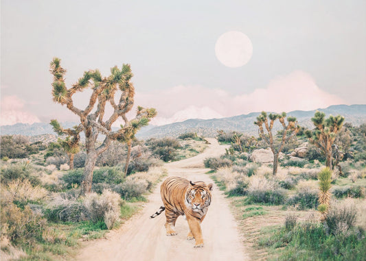 Tigre errant | Tableaux sur Toile