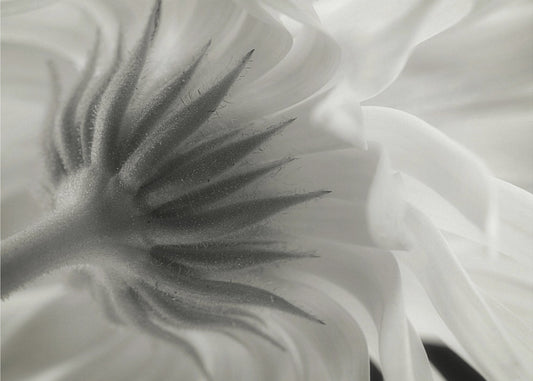 Calendula | Canvas