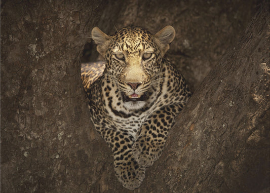 Léopard se reposant sur un arbre au Masai Mara | Papier Peint Photo