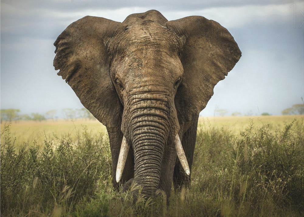 Encuentros en el Serengeti | Posters  - Impresiones de Arte