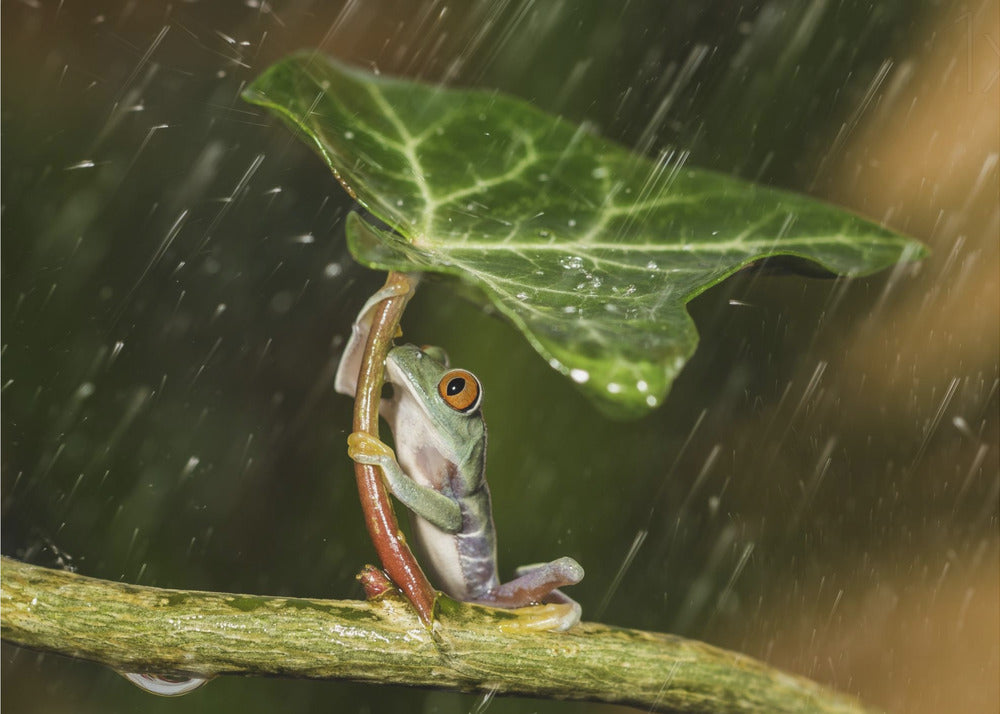 Ohh Noo :( Está lloviendo | Impresiones en Lienzo