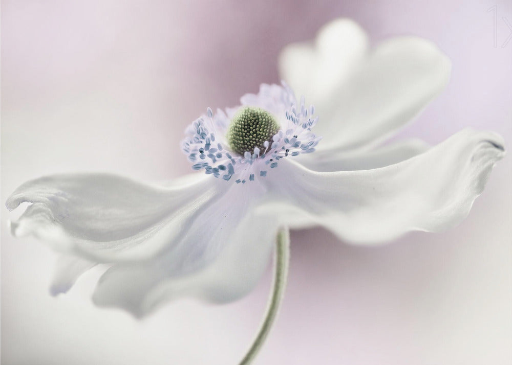 Brezza di anemone | Carta da Parati Fotografica
