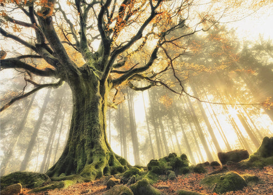 November | Fototapet