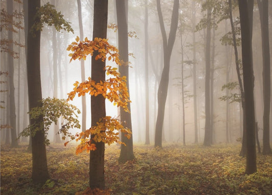 I novemberljus | Fototapet