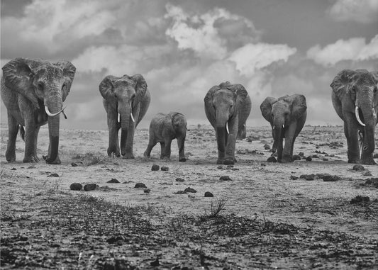 Grande famille | Papier Peint Photo