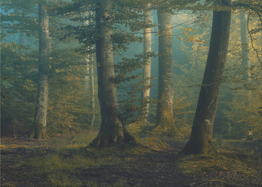 oktoberfärger | Fototapet