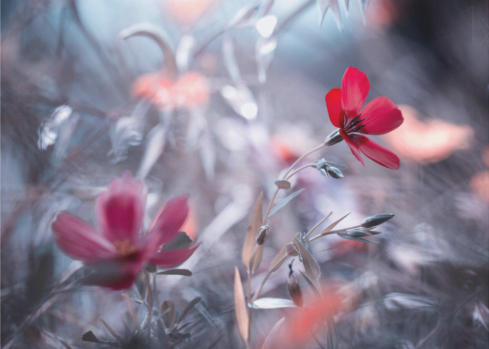 Eine Blume, eine Geschichte | Poster - Kunstdruck