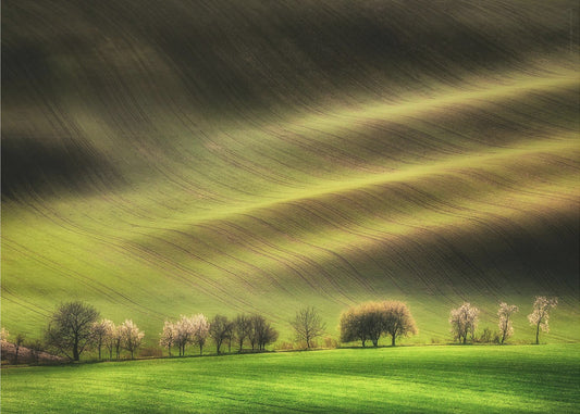 Champs moraves | Papier Peint Photo