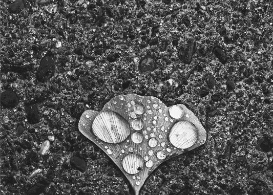 Dew | Canvas