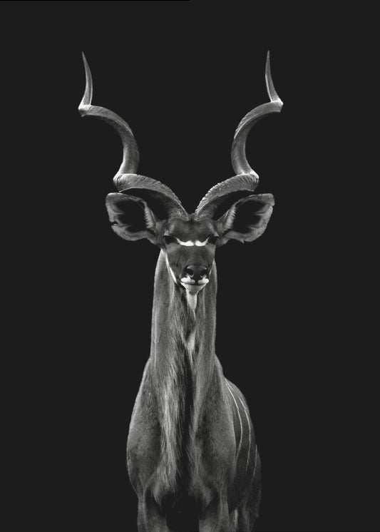 Großer Kudu | Leinwand-Bilder