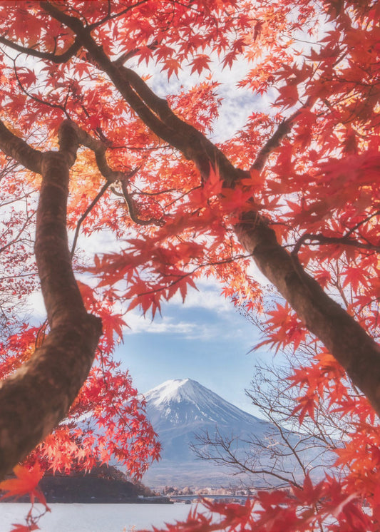 Mt.fuji is in the autumn leaves | Canvas