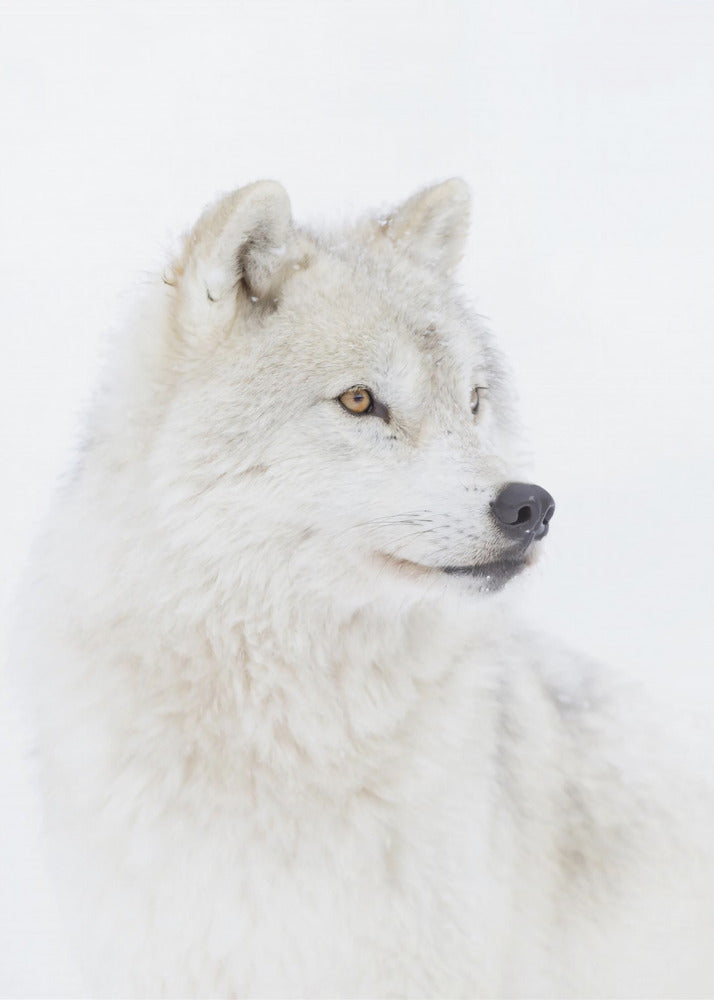 Porträt eines arktischen Wolfes | Leinwand-Bilder