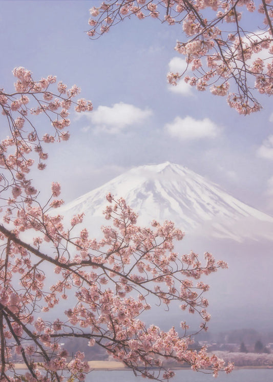 Mt.Fuji in the cherry blossoms | Canvas