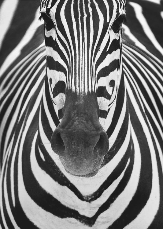 ZEBRA | Stampe su Tela