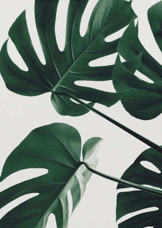 Monstera Naturale 43 | Stampe su Tela