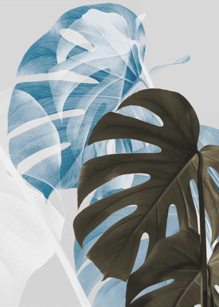 Monstera Kreativitet 02 | Canvas