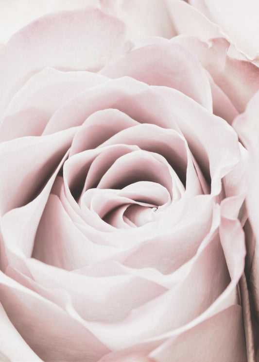 Pink Rose No 06 | Canvas