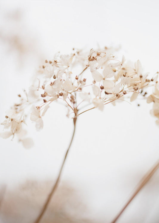 Bløde tørrede blomster_brune | Lærredsbilleder