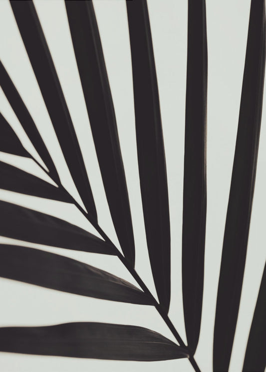 Foglia di palma grafica_1 | Stampe su Tela