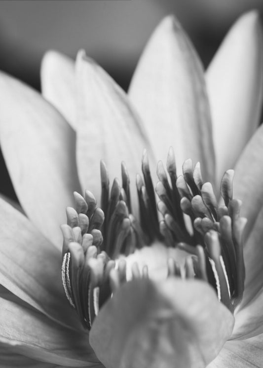 Fiore, primo piano | Stampe su Tela