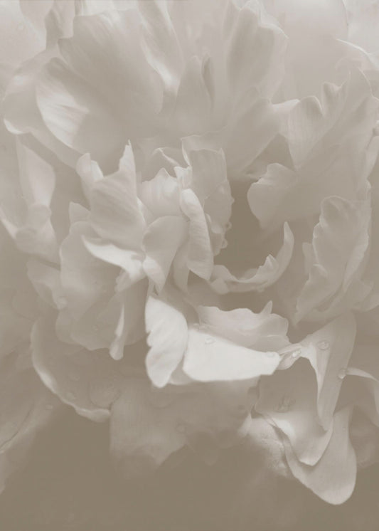 Peonia_9 | Stampe su Tela