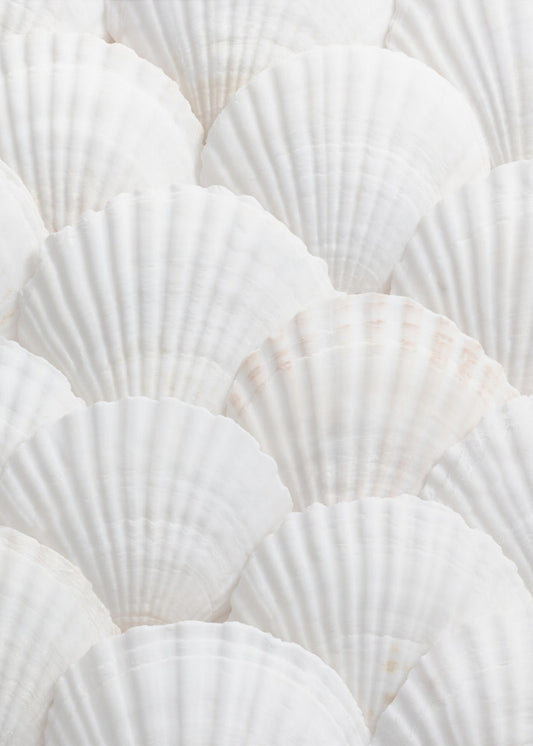 Coquillages_3 | Tableaux sur Toile