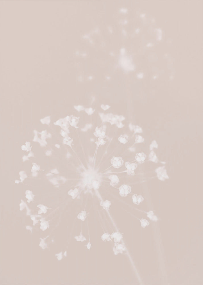 Fleur séchée rose | Tableaux sur Toile