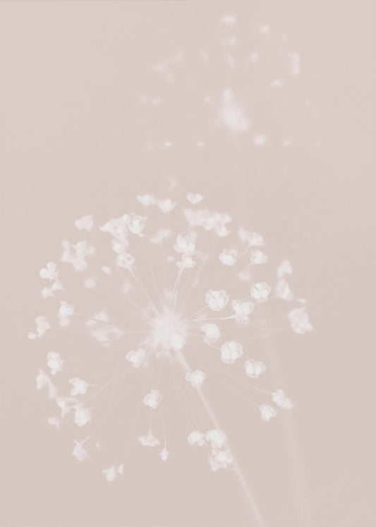 Fiore secco rosa | Stampe su Tela