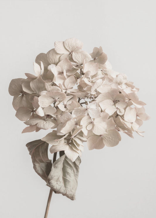 Fiore secco beige | Stampe su Tela