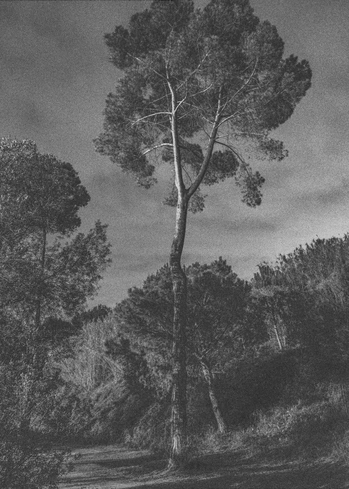 alberi | Stampe su Tela