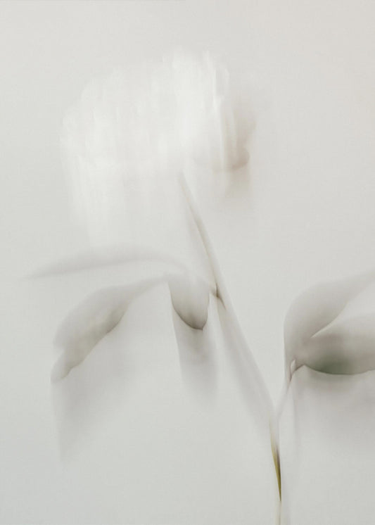 Peony 06 | Poster