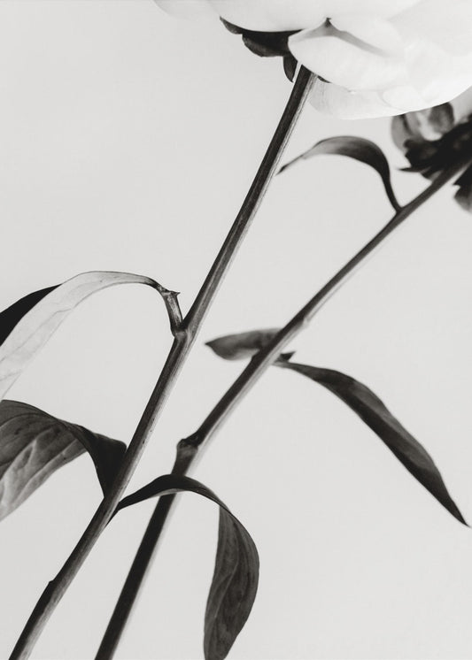 Peony 08 | Poster