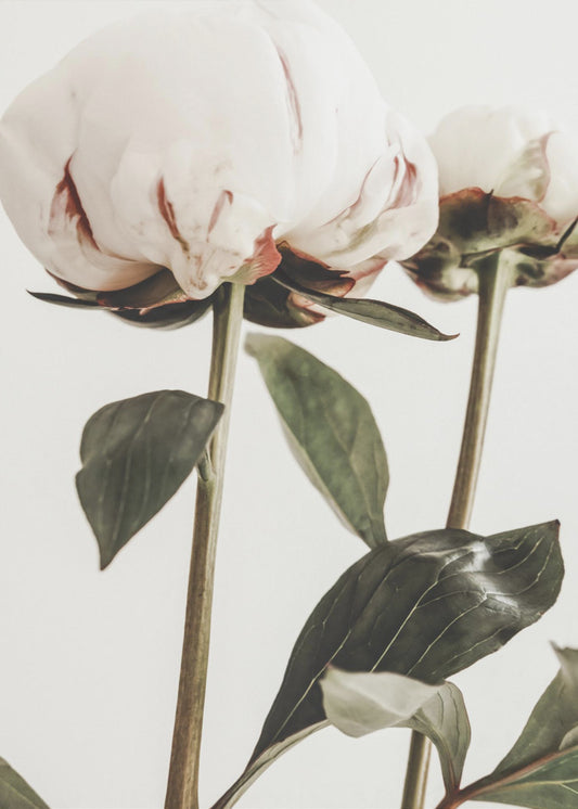 Peony 24 | Canvas