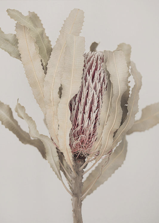 Banksia | Canvas