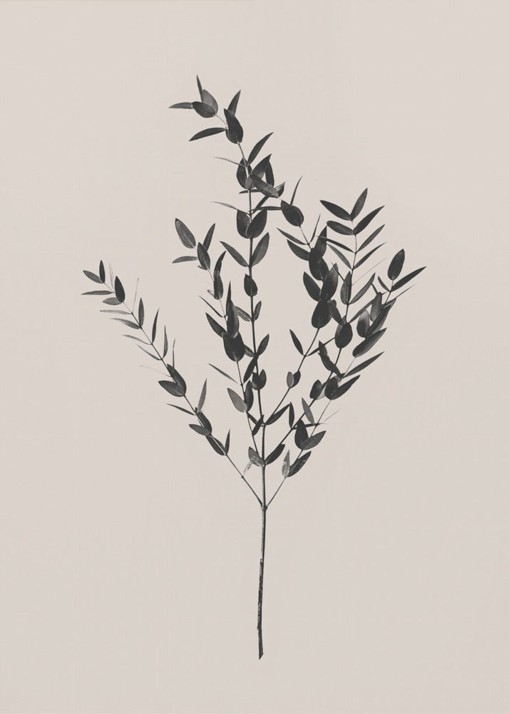 Botanique d'encre | Posters - Affiche Artistique