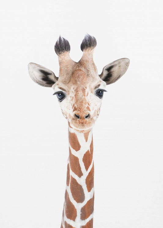 Bébé girafe | Tableaux sur Toile