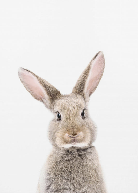 Bébé lapin | Tableaux sur Toile