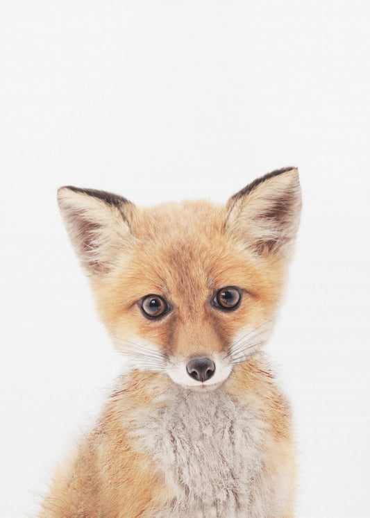 Bébé renard | Tableaux sur Toile