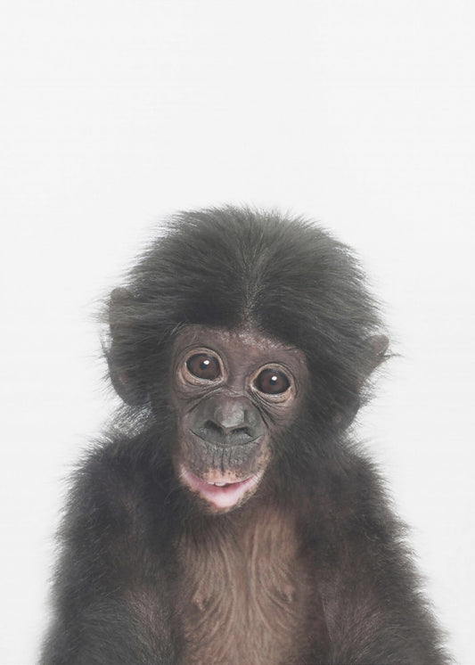Bébé singe | Tableaux sur Toile