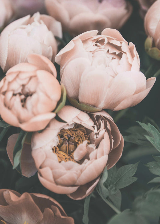 Coral Peonies | Canvas
