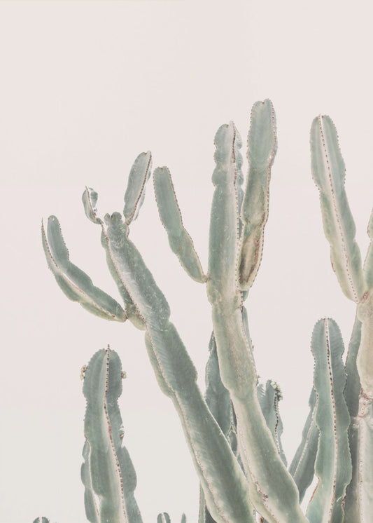 Cactus du lever du soleil | Tableaux sur Toile